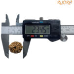 10 Mukhi Nepal Rudraksha - (23.45 MM) - Image 4