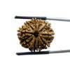 10 Mukhi Rudraksha - (23.45 MM)