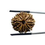 10 Mukhi Rudraksha - (23.45 MM)