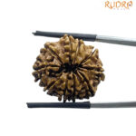 10 Mukhi Rudraksha - (23.45 MM)
