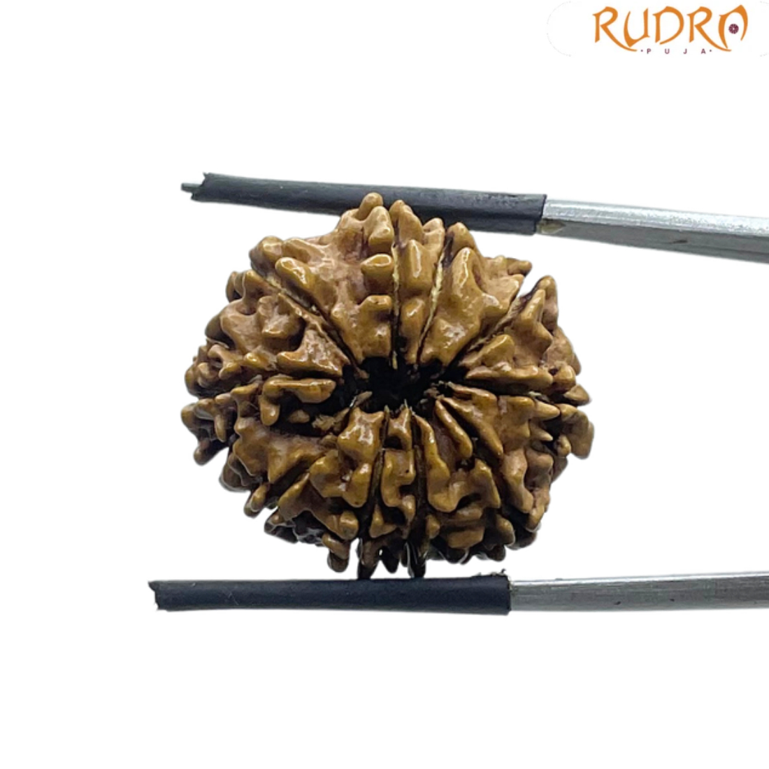 10 Mukhi Rudraksha - (23.45 MM)