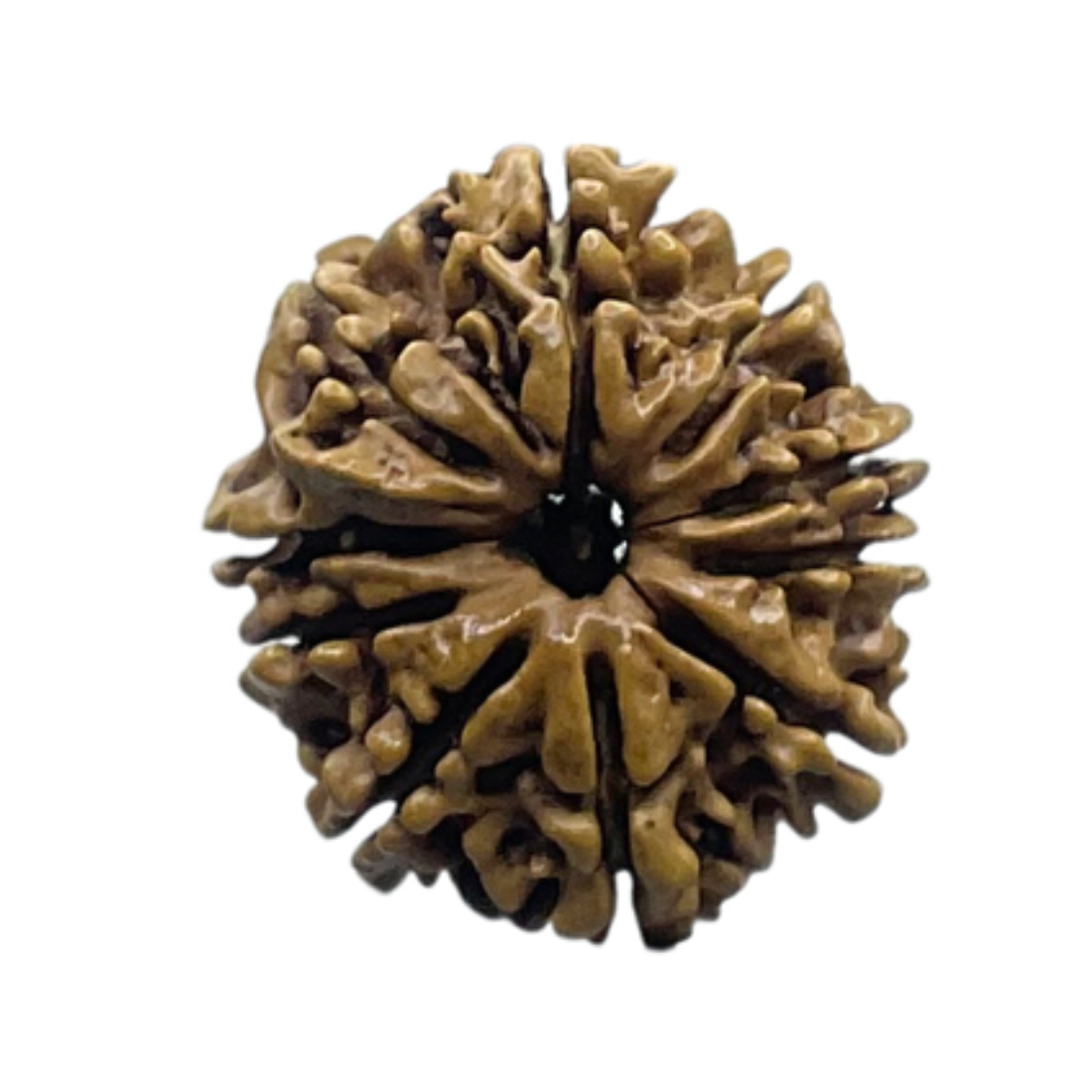 10 Mukhi Rudraksha - (23.45 MM)