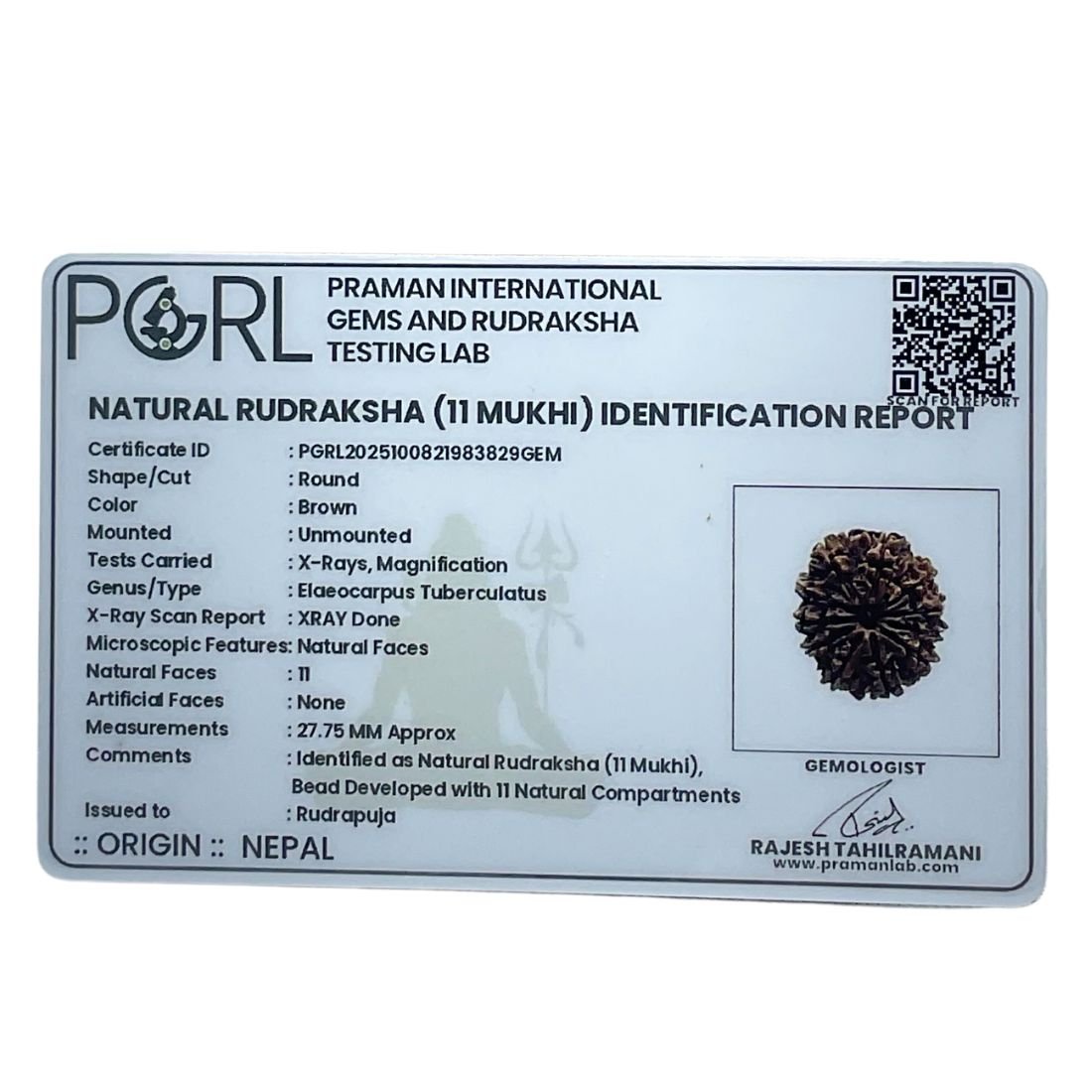 11 Mukhi Nepal Rudraksha - (27.75 Mm) 6 11 Mukhi Nepal Rudraksha - (27.75 Mm)