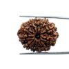 11 Mukhi Nepal Rudraksha - (27.75 Mm)
