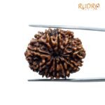 11 Mukhi Nepal Rudraksha - (27.75 MM)