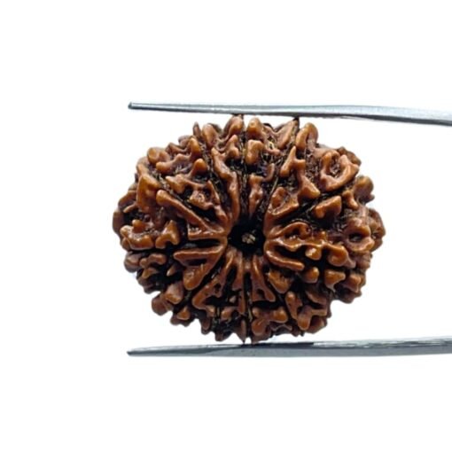 11 Mukhi Nepal Rudraksha - (27.75 Mm)