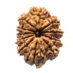 11 Mukhi Rudraksha 11 mukhi rudraksha most auspicious Rudraksha blessed by Lord Hanuman. Also named Ekadash Rudraksha or hanuman rudraksha. According to Padma Purana, Wearer of 11 Mukhi Rudraksha, known to be bestowed with the virtues of Shri Hanumanji, like oratorical and negotiation skills, self-confidence, intelligence, and physical and mental power. This Rudraksha has the power to control the physical senses, makes one fearless, and therefore recommended for meditation purposes and to secure devotion to God. 11 mukhi rudraksha is called Gyarah mukhi rudraksha in Hindi. According to Shiva Purana - O Paramesvari, a rudraksha with eleven faces is Rudra. By wearing it one becomes victorious everywhere. 11 mukhi rudraksha benefits 11 Mukhi Rudraksha ruled by Lord Indra. And represents Lord Hanuman. Eleven Mukhi Rudraksha brings good luck and fortune and confers leadership qualities and the power to gain control over all the 11 senses. One acquires happiness, protection, longevity, and victory by wearing rudraksha. It protects the wearer from all types of accidents and prevents untimely death. 11 face rudraksha wearer blessed with wisdom, right judgment, powerful vocabulary, adventurous life, fearlessness, and success. It gives self-control of all senses and thus removes addictions. It gives the wearer permanent happiness, is Also helpful for meditators and removes the problems of yogic practices, and is used as a remedy for body pain, backache, chronic alcoholism, liver diseases, etc. 11 face Rudraksha Bead is considered for stomach disorders, acidity, and liver and breast diseases. Gyarah Mukhi Rudraksha benefits the people who want to cure heart ailments, diabetes, and blood pressure. For those engaged in yogic or tantric practices, this rudraksha very beneficial as it takes care of health and helps in hath yoga, mantra yoga, yam niyam, aasan.