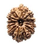 12 Mukhi Rudraksha 26.02 Mm
