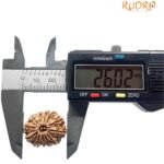 12 Mukhi Rudraksha 26.02 Mm