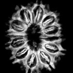 12 Mukhi Rudraksha 26.02 Mm