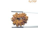 14 Mukhi Rudraksha - 27.61 MM
