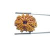 14 Mukhi Rudraksha - 27.61 MM