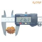 14 Mukhi Rudraksha - 27.61 Mm