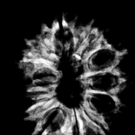 14 Mukhi Rudraksha 27.60 Mm