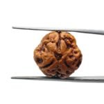 3 Mukhi Rudraksha (17.77 MM )