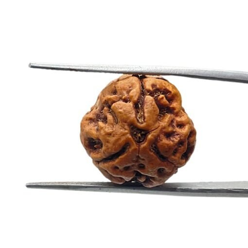 3 Mukhi Rudraksha (17.77 Mm )