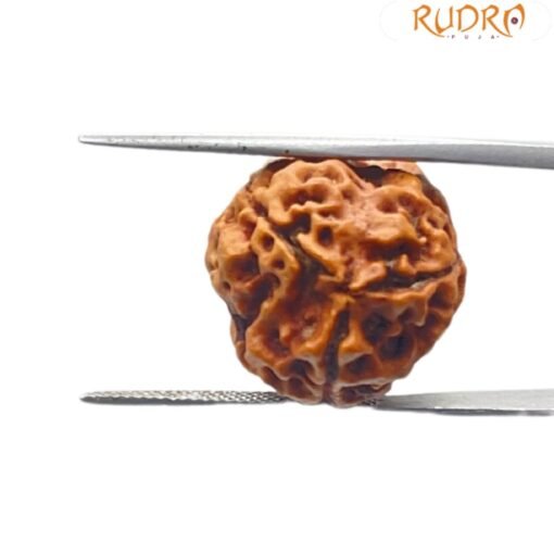 3 Mukhi Rudraksha (17.77 MM )