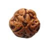 3 Mukhi Rudraksha (17.77 Mm )