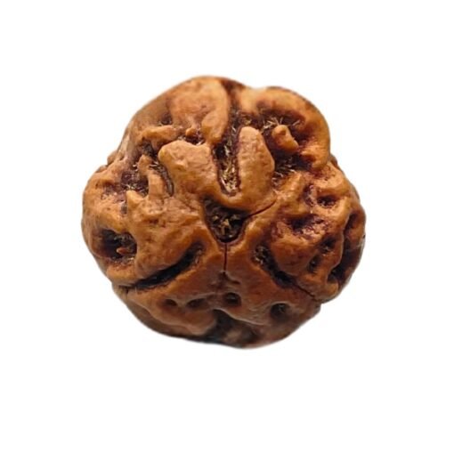 3 Mukhi Rudraksha (17.77 MM )