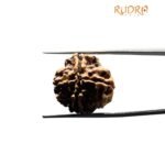 4 Mukhi Rudraksha Nepal - 20.30 Mm