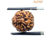 5 Face Rudraksha Nepal - (15.05 MM )