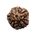 5 Face Rudraksha Nepal - (15.05 MM )