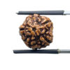 5 Face Rudraksha Nepal - (15.05 MM )