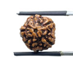 5 Face Rudraksha Nepal - (15.05 MM )