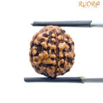 5 Face Rudraksha Nepal - (15.05 MM )