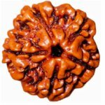 5 Mukhi Rudraksha Nepal Bead