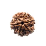 6 Mukhi Rudraksha Nepal - 23.26Mm