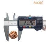 6 Mukhi Rudraksha Nepal - 23.26Mm