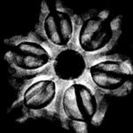 6 Mukhi Rudraksha Nepal - 23.26Mm X-Ray