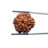 6-Mukhi-Rudraksha-Nepal-24.76Mm-Mp-C.jpg