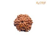 6-Mukhi-Rudraksha-Nepal-24.76MM-BP-C.jpg