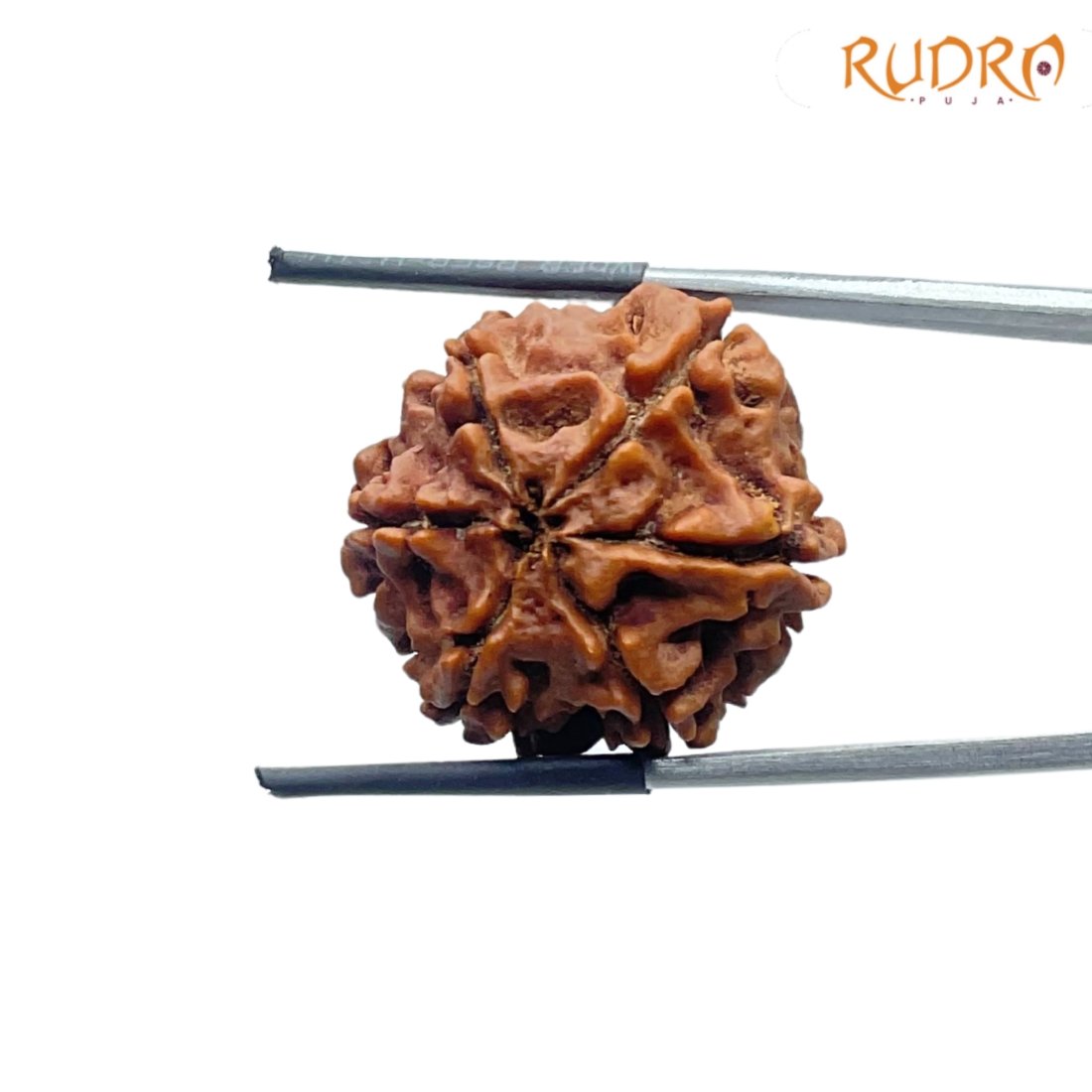 Collector 6 Mukhi Rudraksha Nepal - 24.76Mm 3 6-Mukhi-Rudraksha-Nepal-24.76Mm-Fp-C.jpg