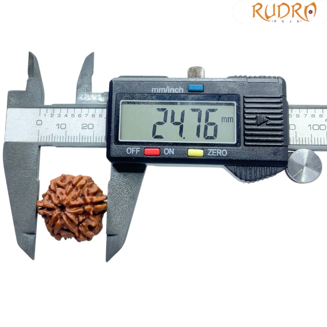 Collector 6 Mukhi Rudraksha Nepal - 24.76Mm 4 6-Mukhi-Rudraksha-Nepal-24.76Mm-Op-C.jpg