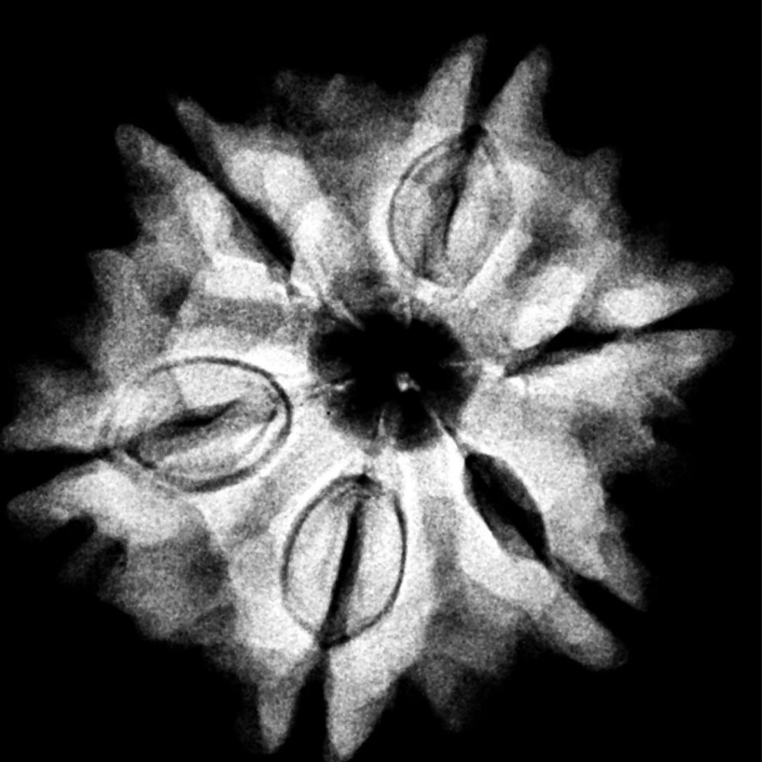 Collector 6 Mukhi Rudraksha Nepal - 24.76Mm 5 6 Mukhi Rudraksha Nepal - 24.76Mm