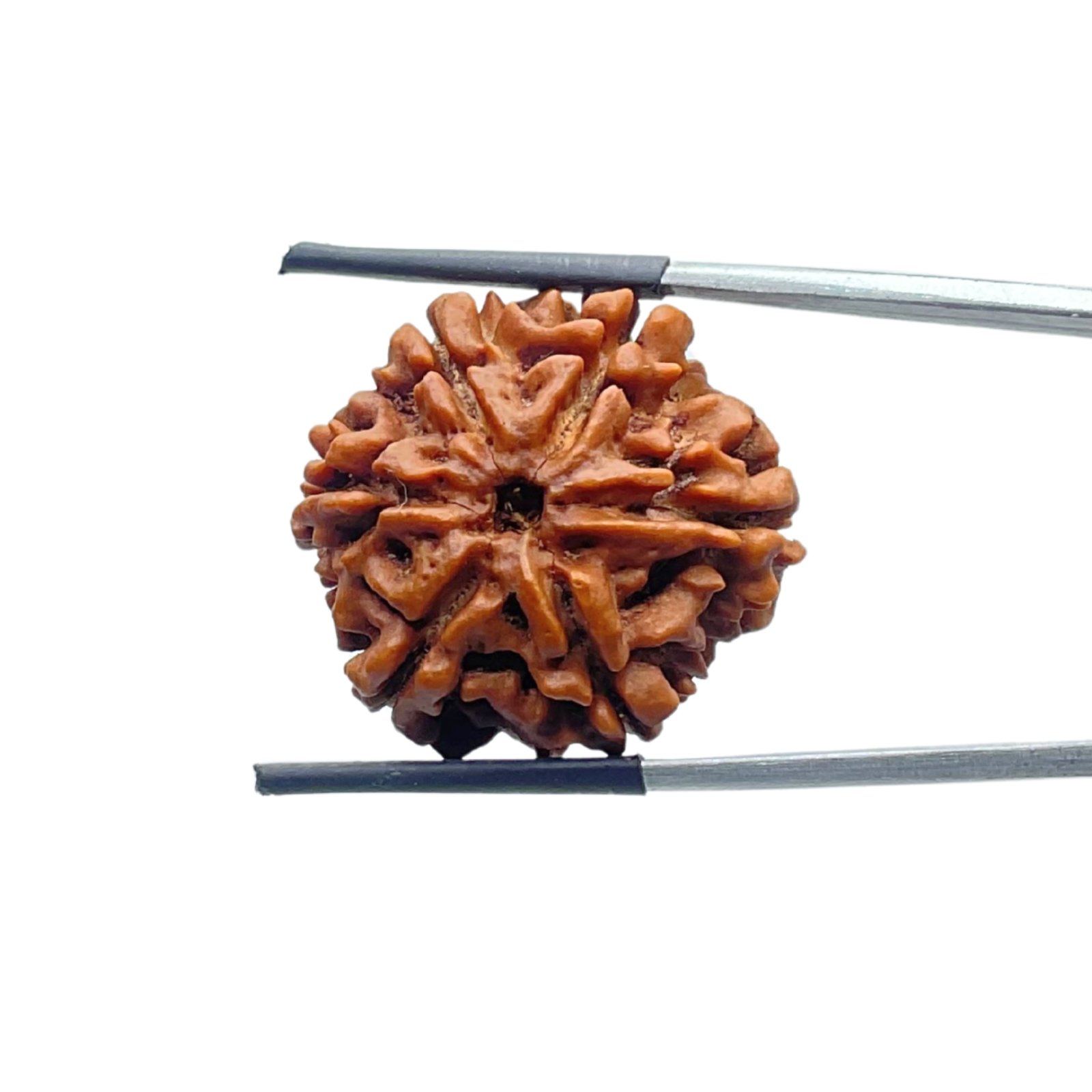 Collector 6 Mukhi Rudraksha Nepal - 24.76Mm 1 6-Mukhi-Rudraksha-Nepal-24.76Mm-Mp-C.jpg