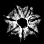 7 Mukhi Rudraksha Nepal (21.35 Mm) 9 7 Mukhi Nepal Rudraksha ( 21.35 Mm) X-Ray