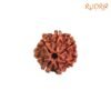 7 Mukhi Rudraksha Nepal (21.35 Mm) 13 7-Mukhi-Rudraksha-Nepal-21.35-Mm-Lp.jpg