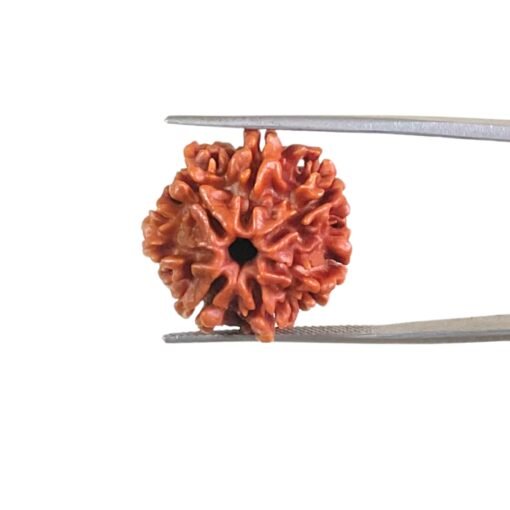 7-Mukhi-Rudraksha-Nepal-21.35-Mm-Mp-C.jpg