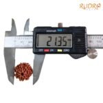 7 Mukhi Rudraksha Nepal (21.35 Mm) 8 7-Mukhi-Rudraksha-Nepal-21.35-Mm-Op-C.jpg