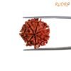 7 Mukhi Rudraksha Nepal (21.35 Mm) 14 7-Mukhi-Rudraksha-Nepal-21.35-Mm-Rp-C.jpg