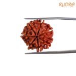 7 Mukhi Rudraksha Nepal (21.35 Mm) 7 7-Mukhi-Rudraksha-Nepal-21.35-Mm-Rp-C.jpg
