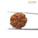 7 mukhi rudraksha 23.40 mm