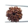 8 Mukhi Nepal Rudraksha - ( 25.55 Mm ) 11 8 Mukhi Nepal Rudraksha - ( 25.55 Mm )