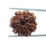 8 Mukhi Nepal Rudraksha - ( 25.55 MM )