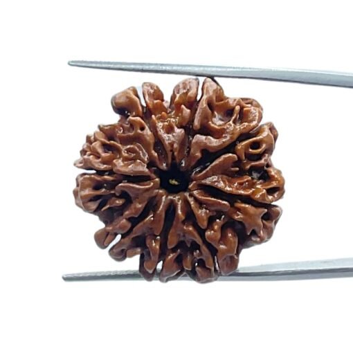 8 Mukhi Nepal Rudraksha - ( 25.55 Mm ) 10 8 Mukhi Nepal Rudraksha - ( 25.55 Mm )