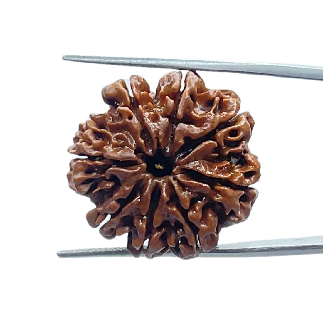 8 Mukhi Nepal Rudraksha - ( 25.55 Mm ) 1 8 Mukhi Nepal Rudraksha - ( 25.55 Mm )